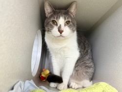Shelter Stray Male Cat last seen Apt 4A,616 E 139th Street, BRONX, NY, 10454, 326 E 110th St, New York, NY 10029, USA