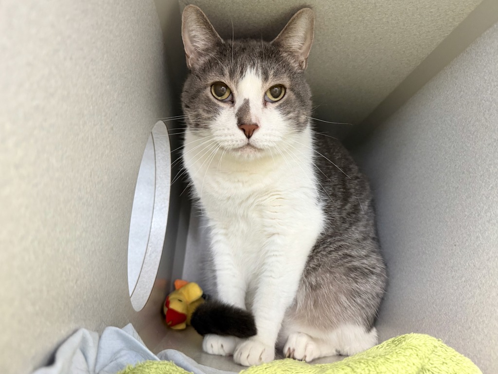 Shelter Stray Male Cat last seen Apt 4A,616 E 139th Street, BRONX, NY, 10454, 326 E 110th St, New York, NY 10029, USA