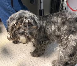 Shelter Stray Male Dog last seen Near Laconia Avenue, BRONX, NY, 10466, 326 E 110th St, New York, NY 10029, USA