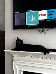 Reunited Female Cat last seen Near Certificate Ct, Charleston, SC 29414, USA, Charleston, SC 29414