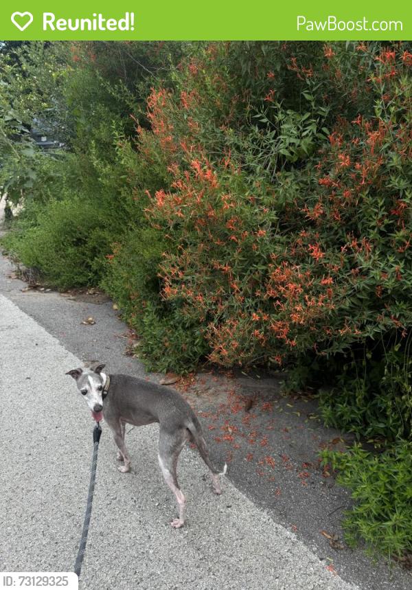 Reunited Male Dog last seen 29th and Salado st, Austin, TX 78705