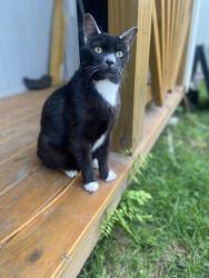 Lost Male Cat last seen Niles Ferry Road, Greenback TN, Greenback, TN 37742