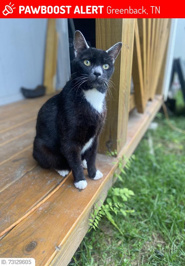 Lost Male Cat last seen Niles Ferry Road, Greenback TN, Greenback, TN 37742