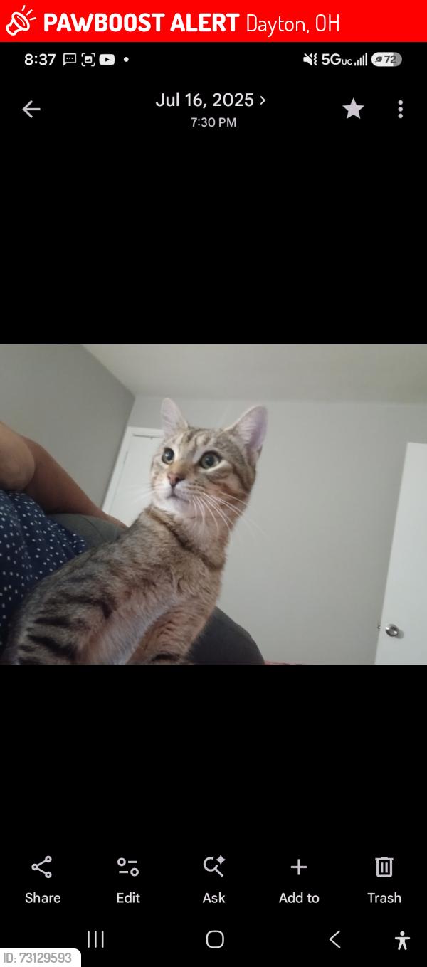 Lost Male Cat last seen Muncie st, Dayton, OH 45402