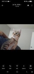 Lost Male Cat last seen Muncie st, Dayton, OH 45402