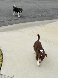 Found/Stray Unknown Dog last seen Unruh and Melham Ave, La Puente, CA 91744