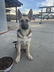 Found/Stray Female Dog last seen End of Eight Mile, Stockton, CA 95209