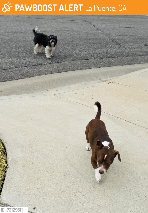 Found/Stray Unknown Dog last seen Unruh and Melham Ave, La Puente, CA 91744