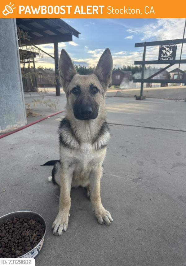 Found/Stray Female Dog last seen End of Eight Mile, Stockton, CA 95209