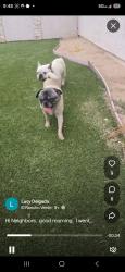 Reunited Male Dog last seen Near E Belmont ave, Rialto, ca, Rialto, CA 92377