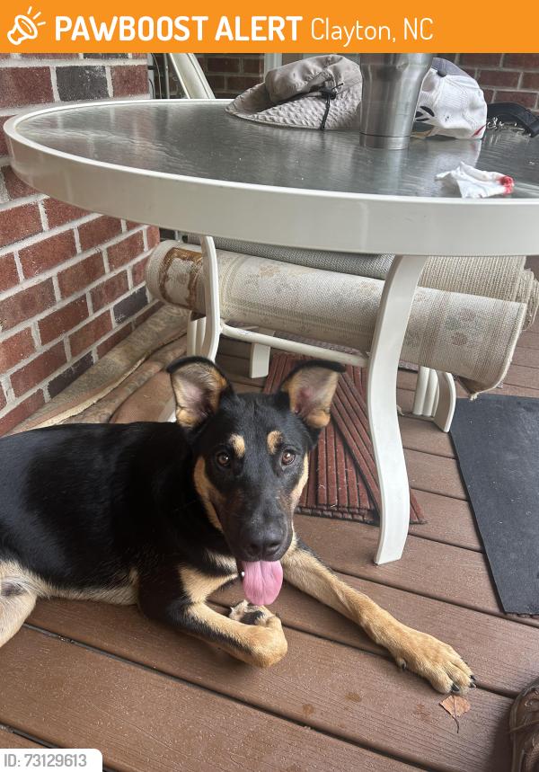 Found/Stray Male Dog last seen Little Creek Church & Steel Bridge Rd, Clayton, NC 27520