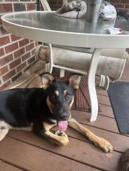 Found/Stray Male Dog last seen Little Creek Church & Steel Bridge Rd, Clayton, NC 27520