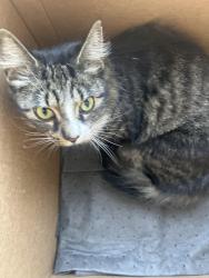 Found/Stray Unknown Cat last seen Dick and Walden, Buffalo, NY 14225
