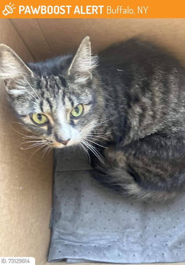 Found/Stray Unknown Cat last seen Dick and Walden, Buffalo, NY 14225