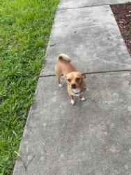 Lost Unknown Dog last seen Alabama rd and Milwaukee rd, Lehigh Acres, FL 33936