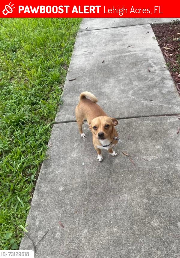 Lost Unknown Dog last seen Alabama rd and Milwaukee rd, Lehigh Acres, FL 33936