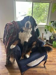 Reunited Male Dog last seen 52nd / Zuni Park, Denver, CO 80221
