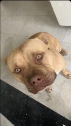 Reunited Male Dog last seen In n out, Visalia, CA 93277