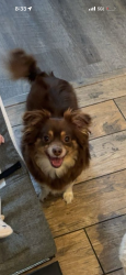 Reunited Female Dog last seen 111th and foster, Portland, OR 97266