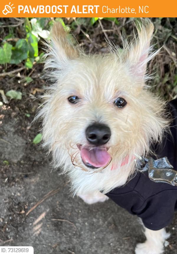 Found/Stray Male Dog last seen Arnold Drive and Merry Oaks, Charlotte, NC 28205