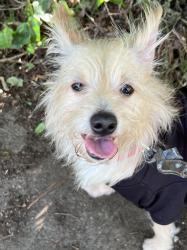 Found/Stray Male Dog last seen Arnold Drive and Merry Oaks, Charlotte, NC 28205