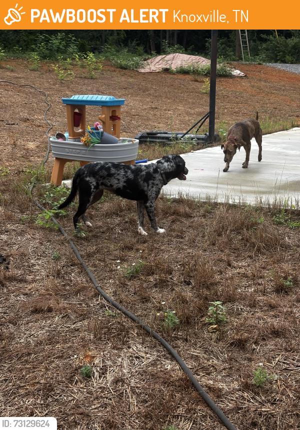Found/Stray Unknown Dog last seen E Hendron Chapel, Knoxville, TN 37920