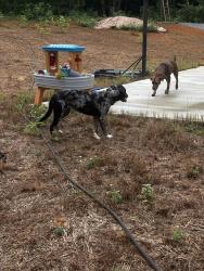 Found/Stray Unknown Dog last seen E Hendron Chapel, Knoxville, TN 37920