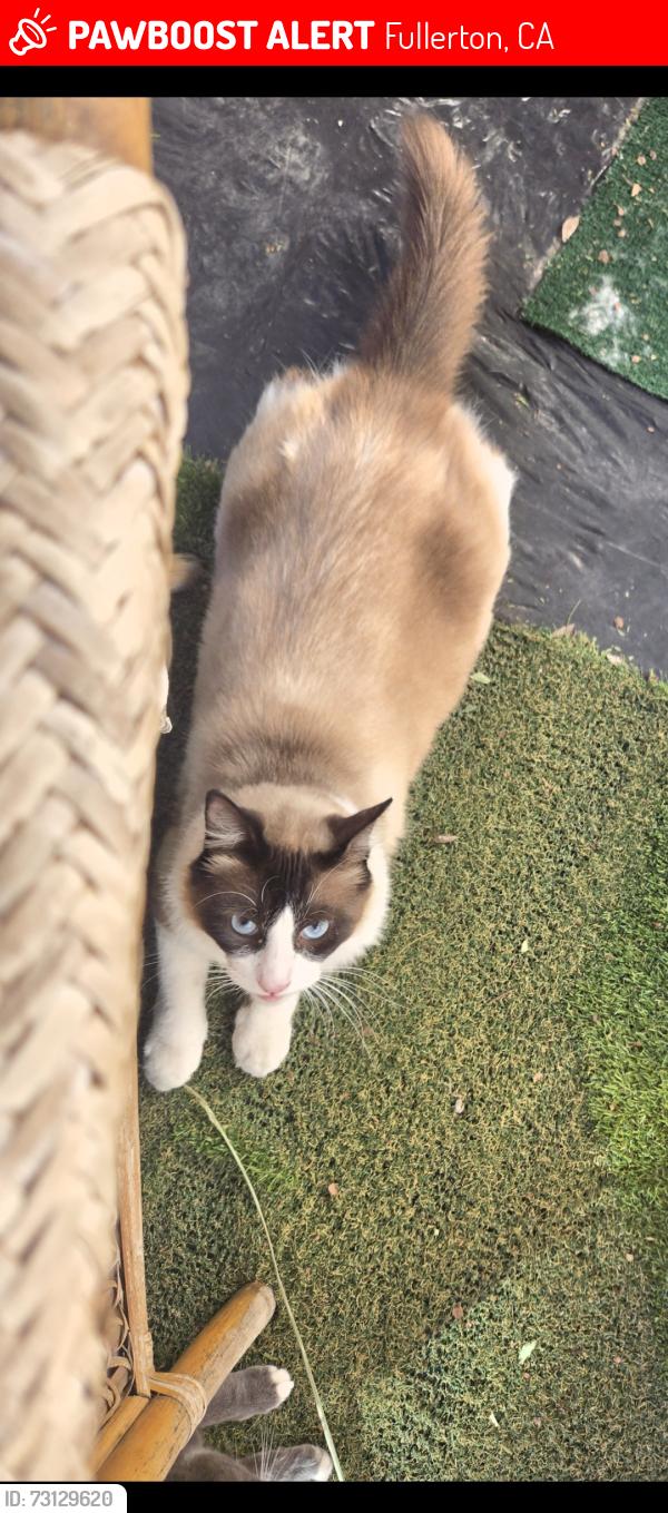 Lost Male Cat last seen Fullerton College, Fullerton, CA 92832