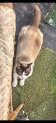 Lost Male Cat last seen Fullerton College, Fullerton, CA 92832