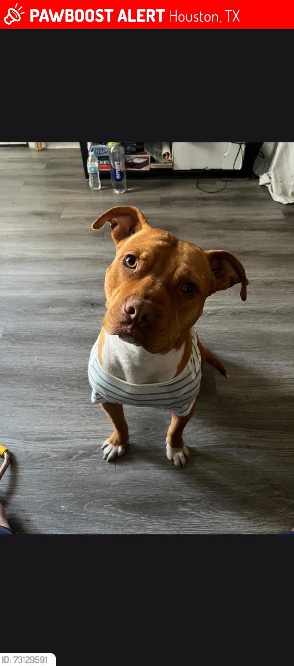 Lost Female Dog last seen Near garden st Houston TX 77087, Houston, TX 77087