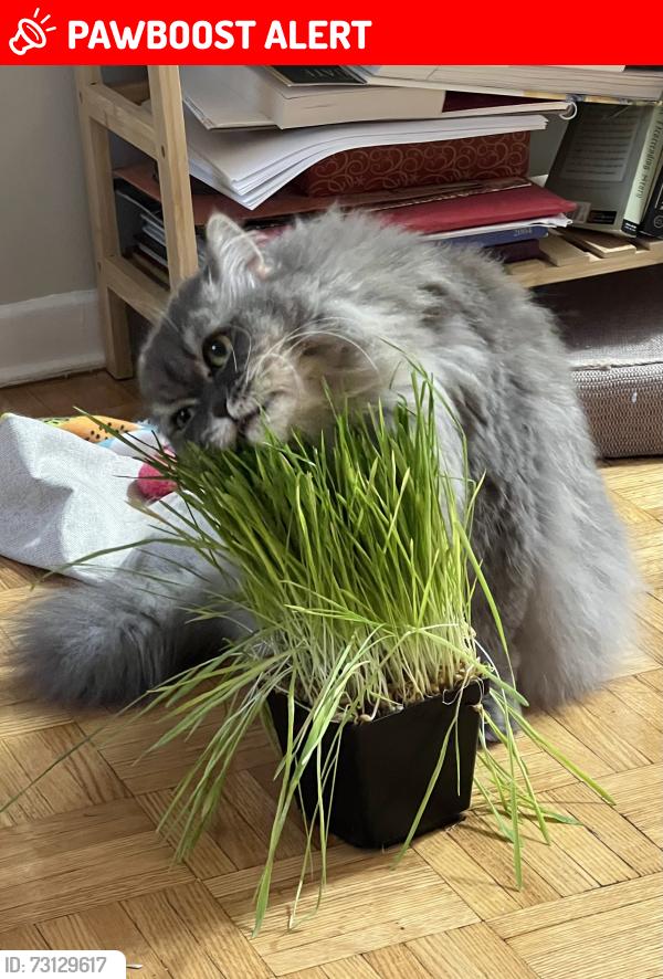 Lost Female Cat last seen Weller Crescent Peterborough ontario, Peterborough, ON K9J 6J5
