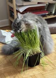 Lost Female Cat last seen Weller Crescent Peterborough ontario, Peterborough, ON K9J 6J5