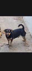 Reunited Male Dog last seen olive and Minnesota, Turlock, CA 95382