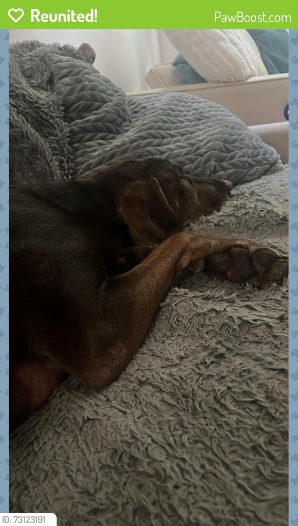 Reunited Female Dog last seen Kerr and 63rd, Vancouver, BC V5S 2G8