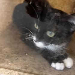 Shelter Stray Female Cat last seen , Animal Care & Control Team of Philly, 111 W Hunting Park Ave, Philadelphia, PA 19140, USA