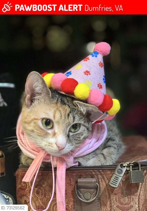 Lost Female Cat last seen Near chesapeake dr dumfries va, Dumfries, VA 22026