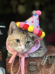 Lost Female Cat last seen Near chesapeake dr dumfries va, Dumfries, VA 22026
