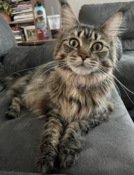 Lost Female Cat last seen Saratoga and Aqua Marine in Vista Hills, Rio Rancho, NM 87124