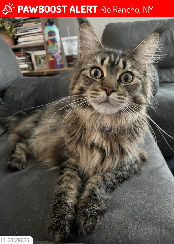 Lost Female Cat last seen Saratoga and Aqua Marine in Vista Hills, Rio Rancho, NM 87124