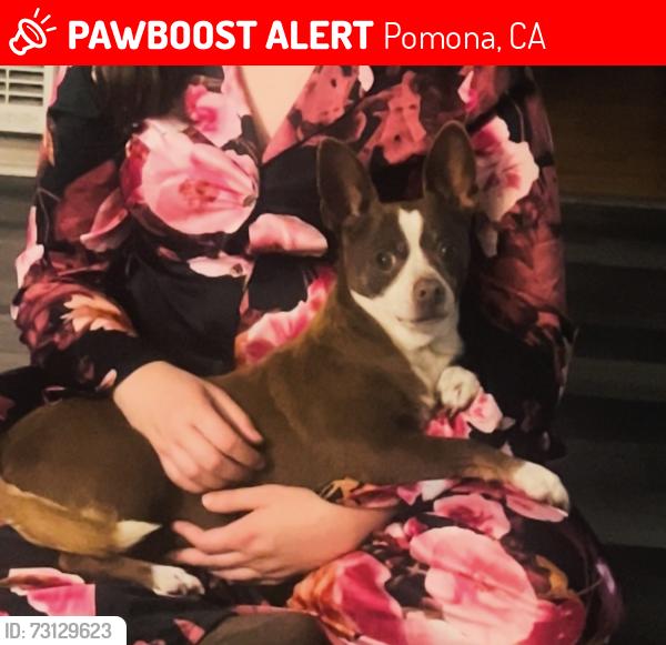 Lost Female Dog last seen Pomona, Pomona, CA 91799