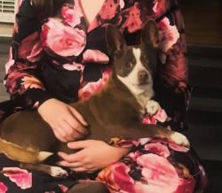 Lost Female Dog last seen Pomona, Pomona, CA 91799
