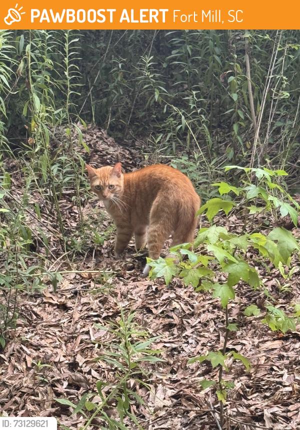 Found/Stray Unknown Cat last seen On trail, Fort Mill, SC 29715