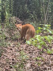 Found/Stray Unknown Cat last seen On trail, Fort Mill, SC 29715