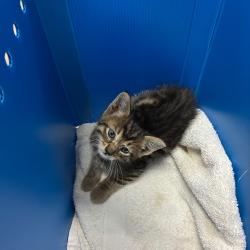 Shelter Stray Male Cat last seen , 361 S Raymond Ave, Pasadena, CA 91105, USA