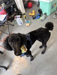 Reunited Male Dog last seen Woods of brushy fork, Loganville, GA 30052