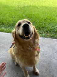 Reunited Male Dog last seen Near Kelsey Pointe in Shadow Creek Ranch, Pearland, TX 77584