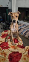 Found/Stray Female Dog last seen Mustang Ridge and Coyote Hill, Converse, TX 78109
