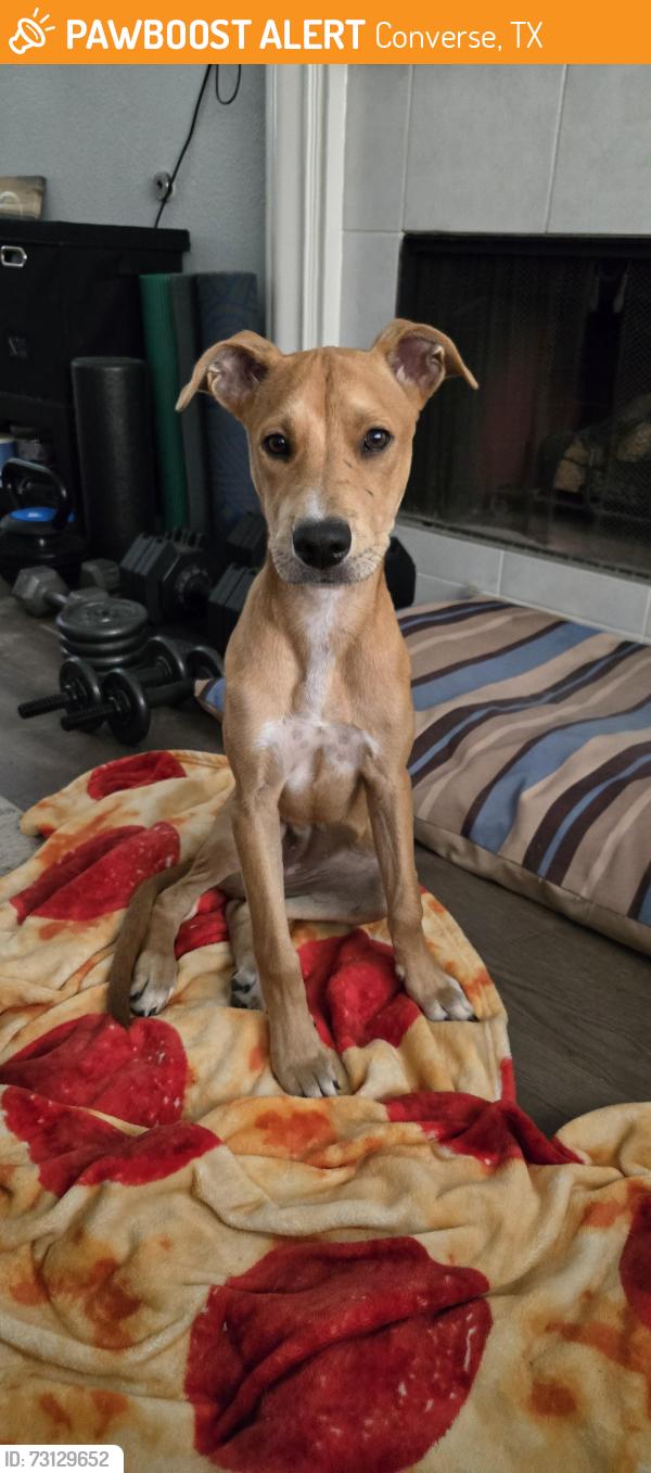 Found/Stray Female Dog last seen Mustang Ridge and Coyote Hill, Converse, TX 78109