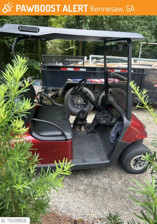 Found/Stray Female Dog last seen Club dr, Kennesaw, GA 30144