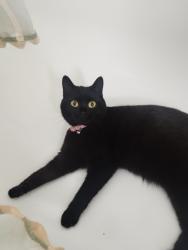 Lost Female Cat last seen Gadsby Close, Little Hallam just before Ashley News., Derbyshire, England DE7 4SB